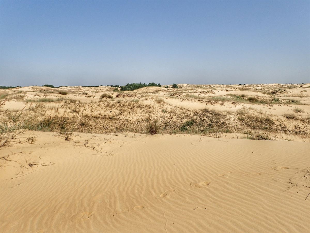 Oleshky Sands