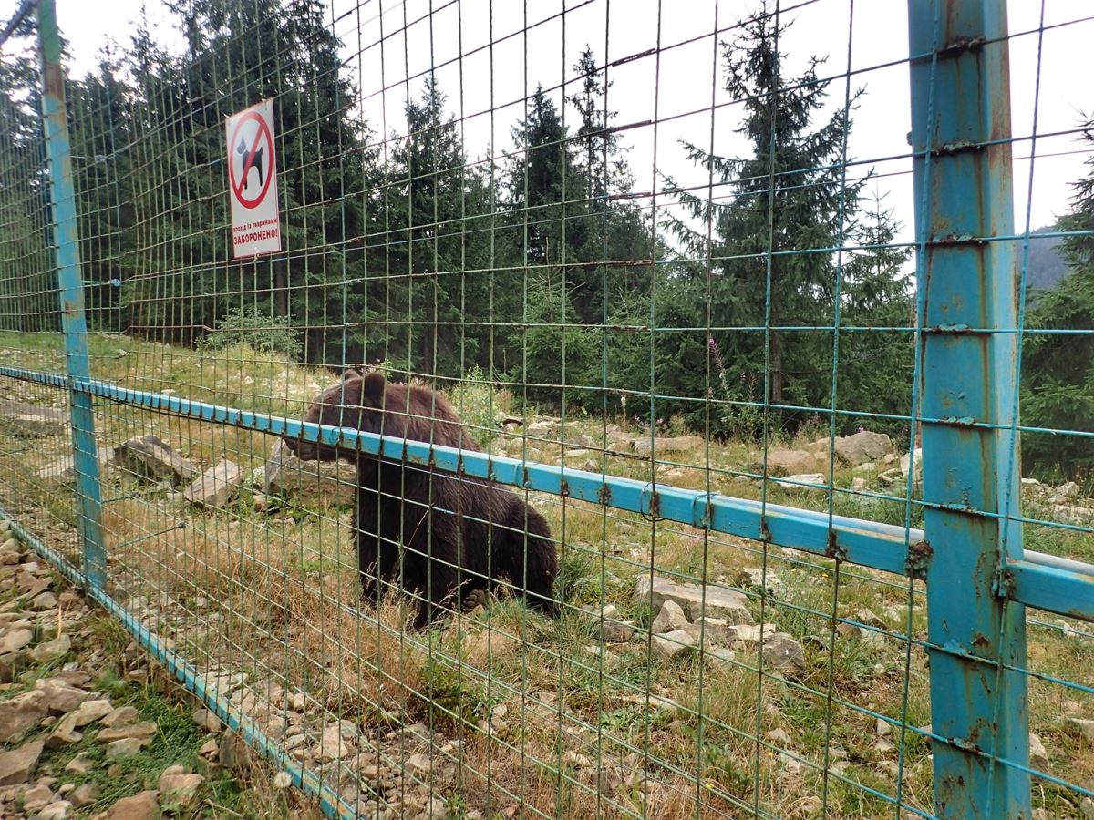 Bear Refuge